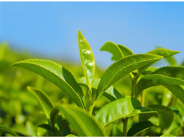 茶葉的采摘技術(shù)，較佳種植時(shí)間？